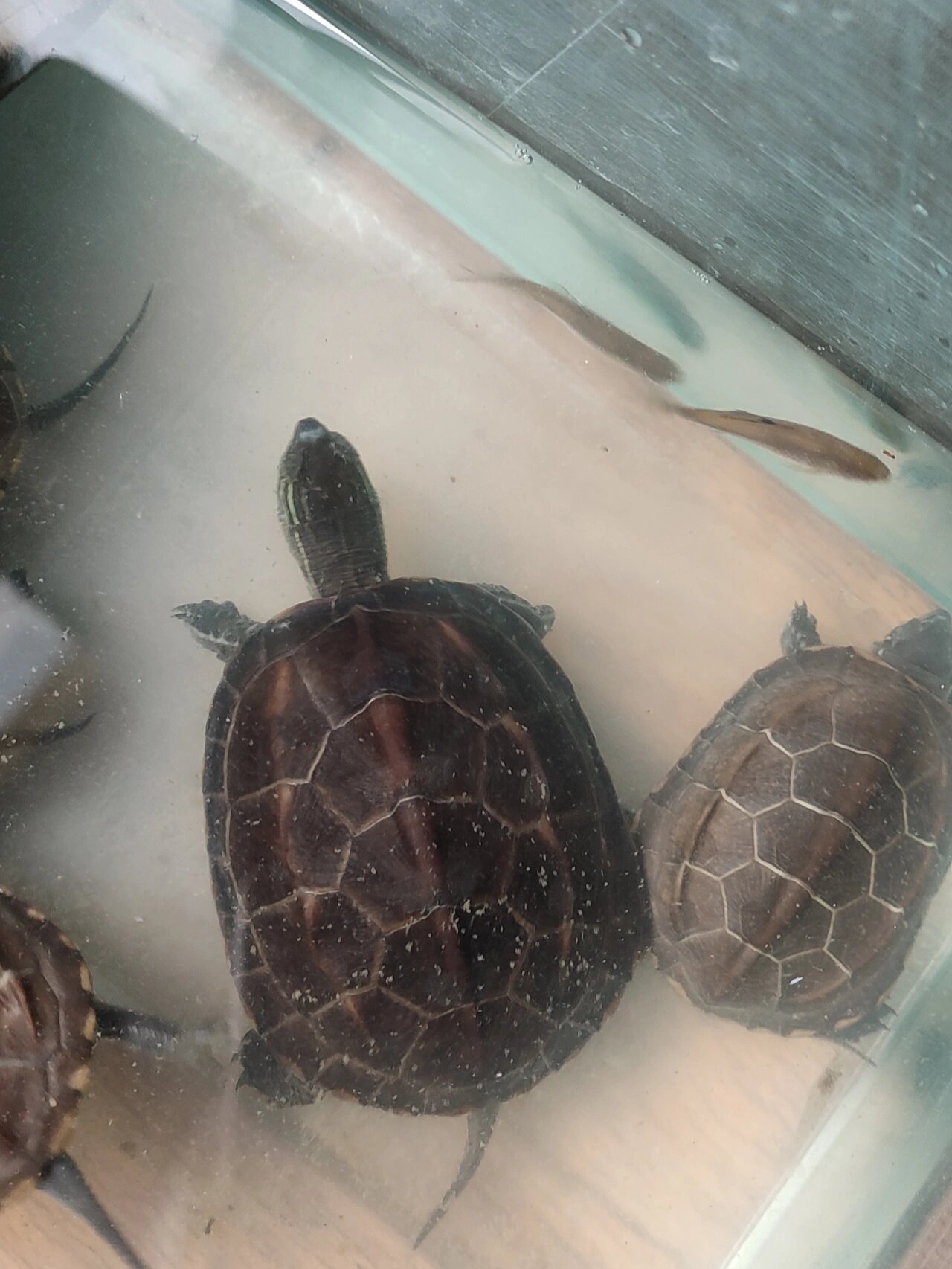 草龟鼻子上面白色的是什么?