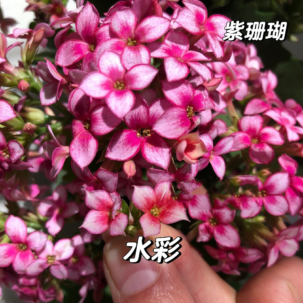 长寿花对比～水彩90紫珊瑚