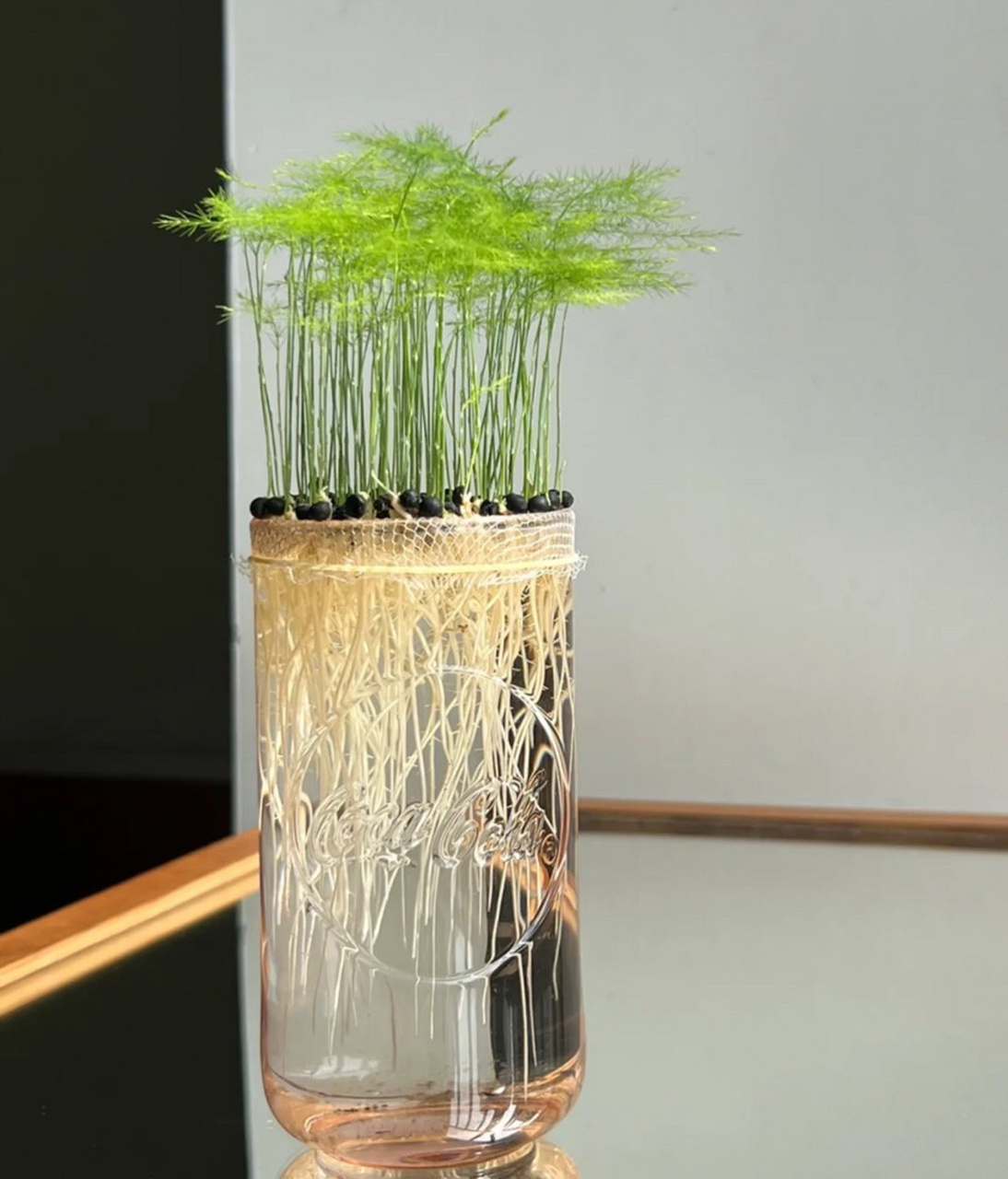 晒一波文竹买家秀(水培) 3月到了文竹种子成熟的季节了 喜欢水培的