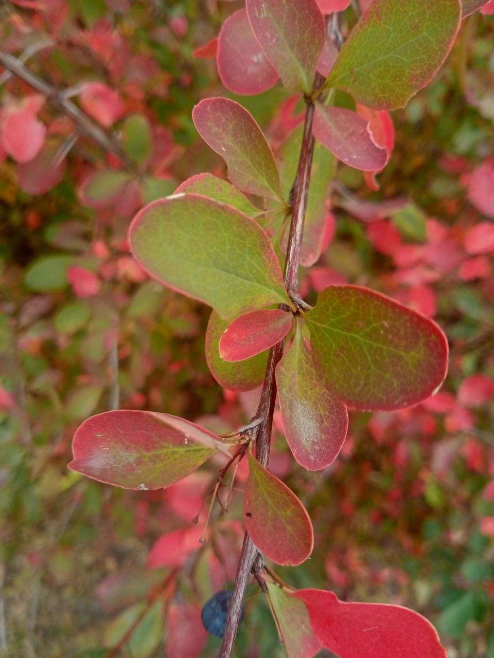 小檗科科,小檗属属 小檗科科,小檗属属拉 丁 名:berberis thunbergii