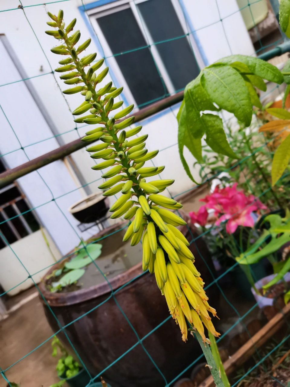 芦荟花资料图片