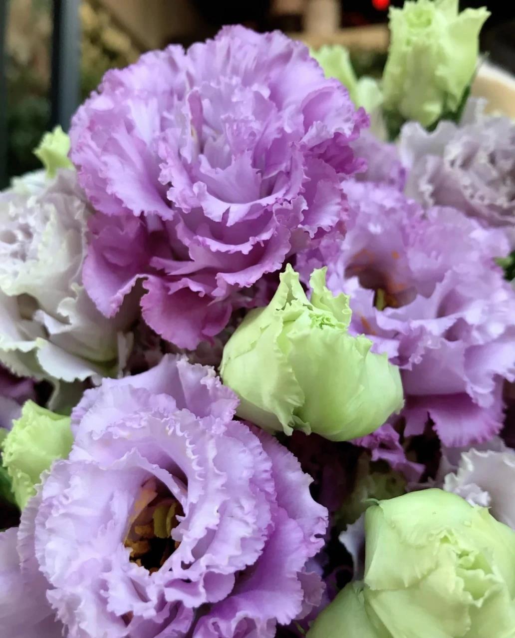 桔梗花的花语及传说 桔梗花花语:永恒的爱,不变的爱,诚实 ,柔顺,勿忘