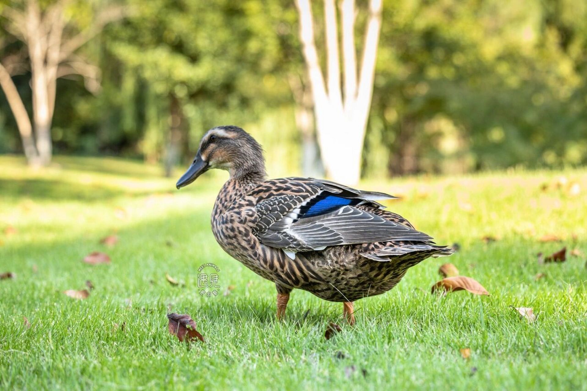 拍外景的时候偶遇的小野鸭08 机灵的小眼神 漂亮的羽毛02 在阳光