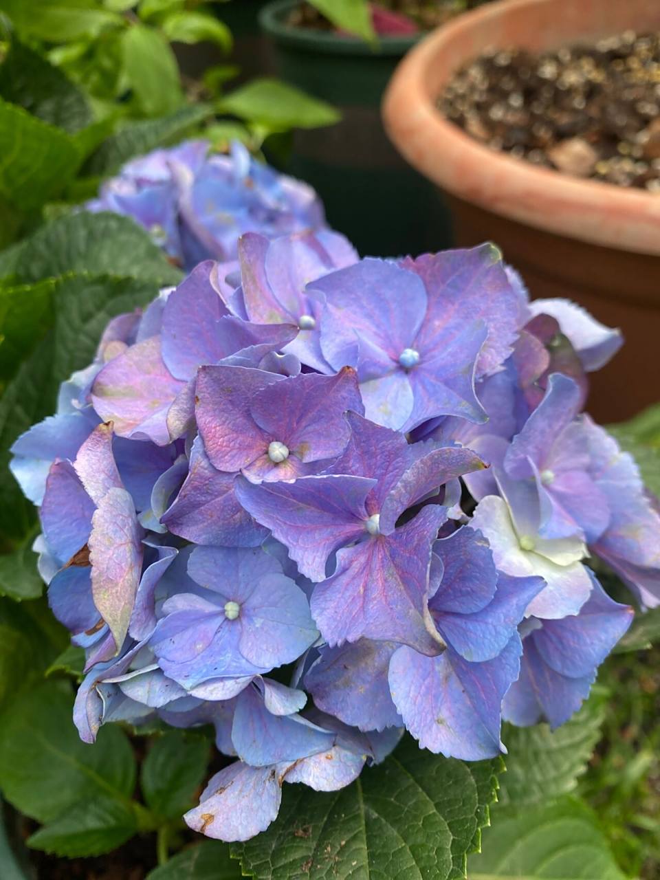 绣球:魔幻大西洋 绣球魔幻大西洋!一款非常特别的颜色!绣球