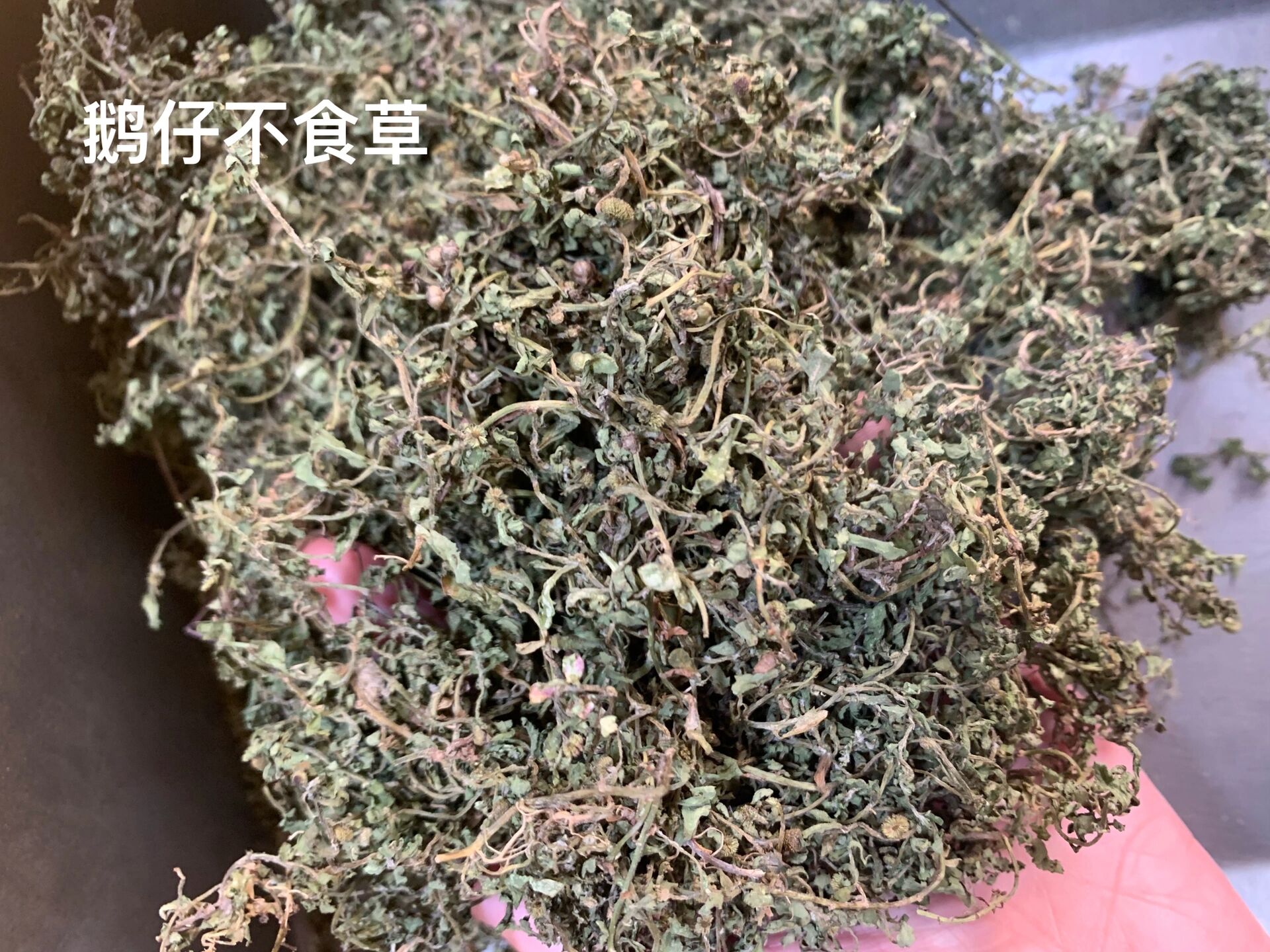 潮汕百草药分享篇鹅仔不食草 鹅仔不食草 学名为 菊科石胡荽属石胡荽