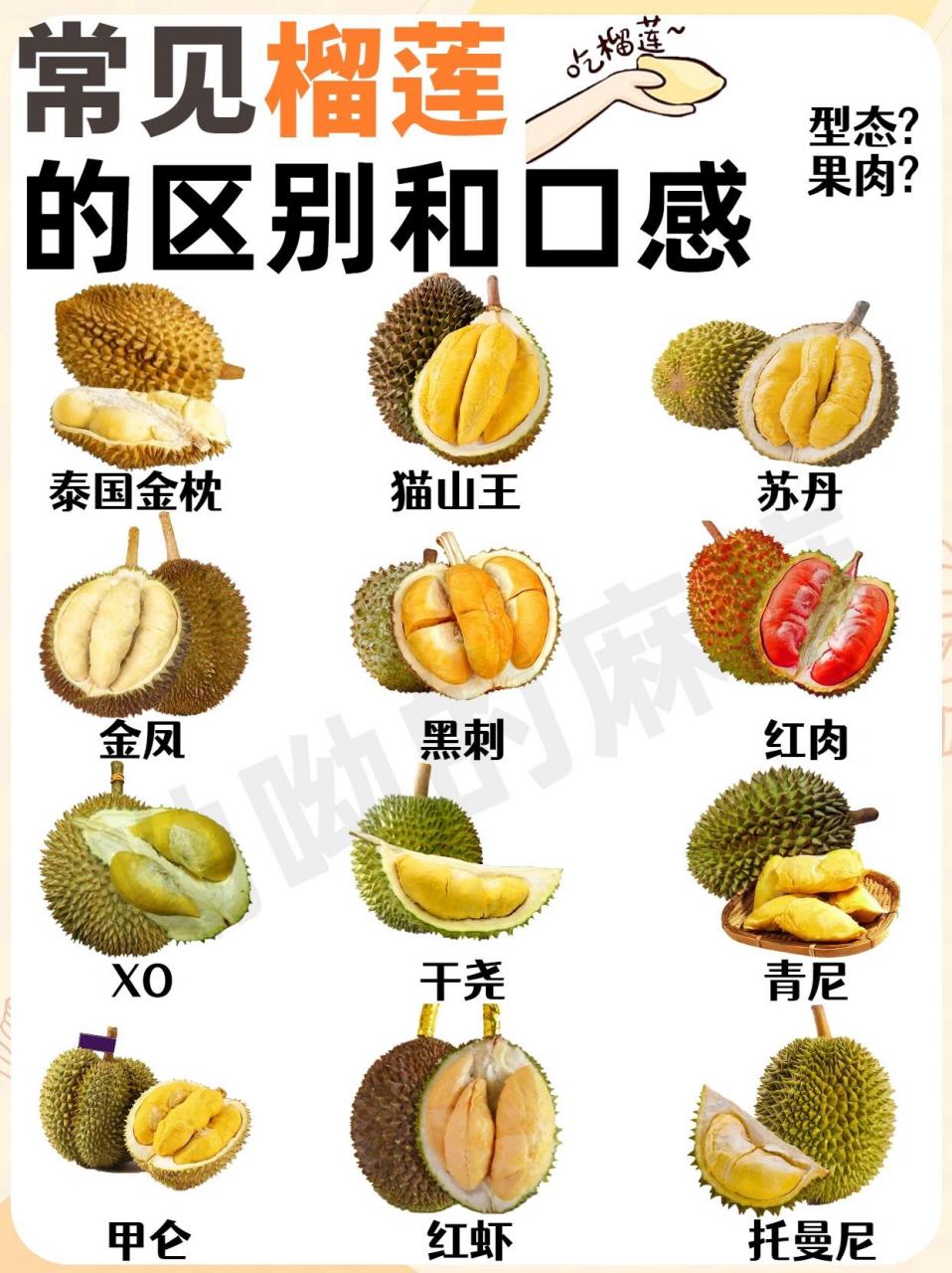 常见榴莲的区别及口感97附开榴莲技巧 96榴莲又名韶子,麝香猫果