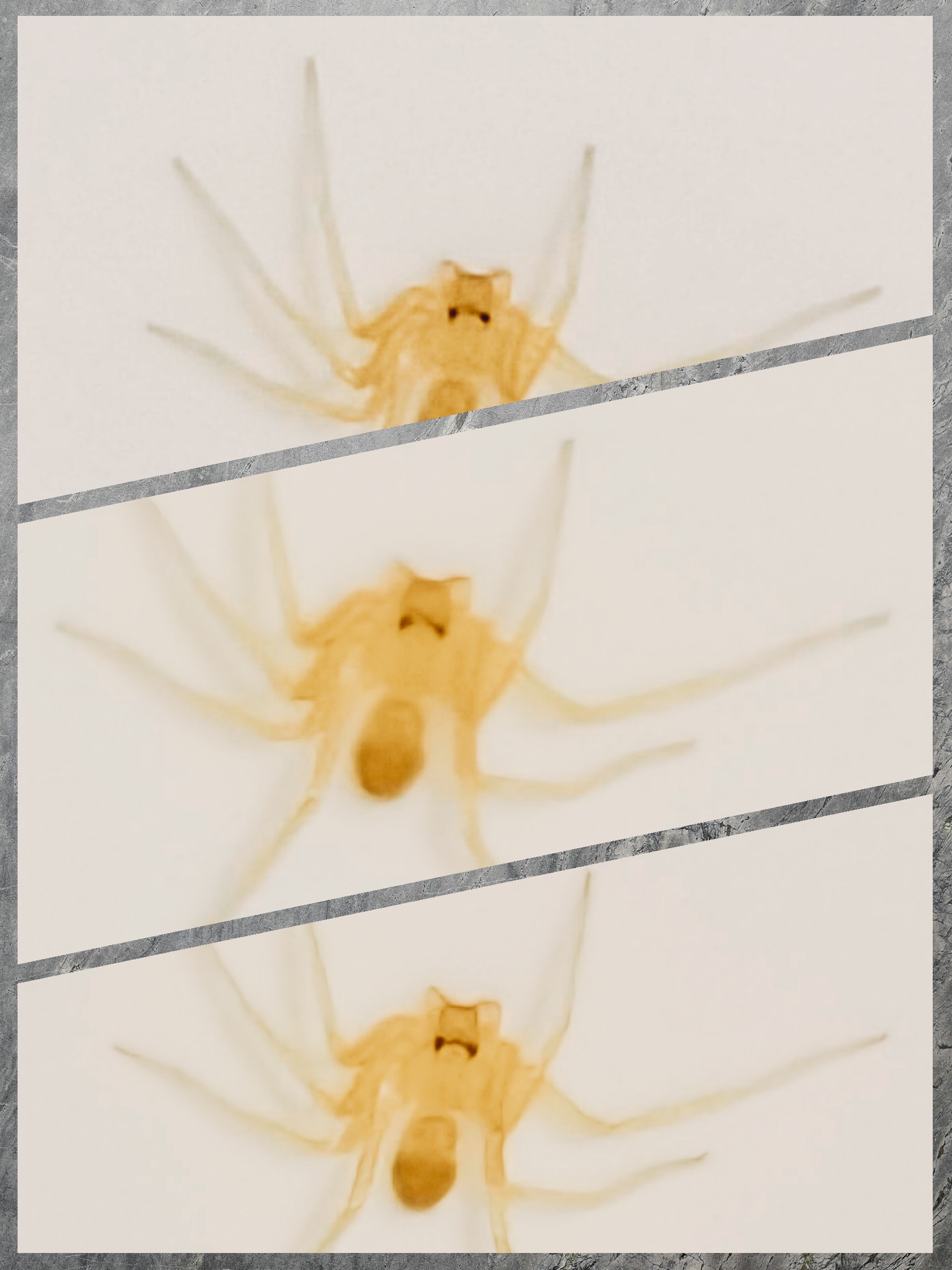 求识别此蜘蛛种类