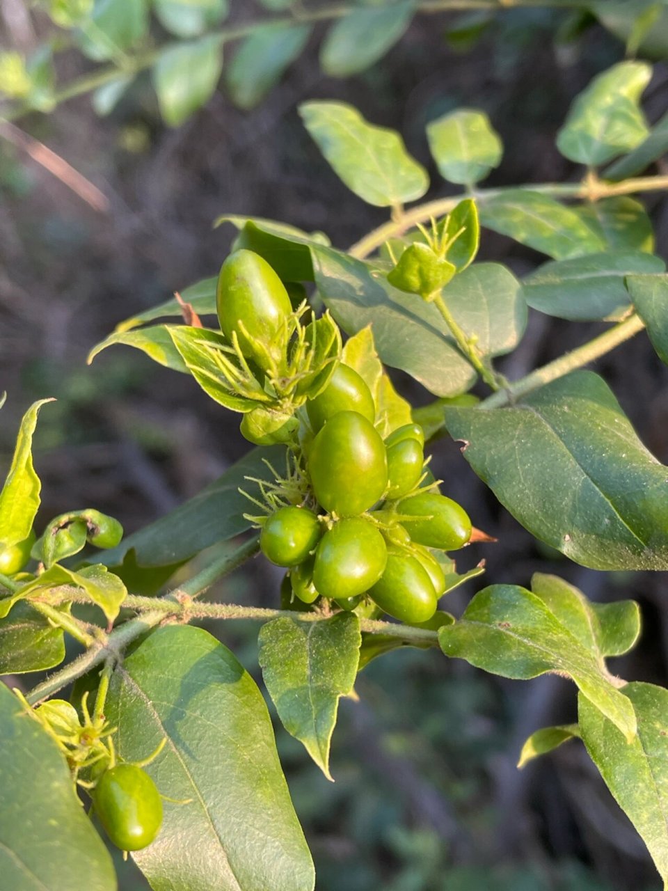 谢三娘果 纯野生,果实不能食用