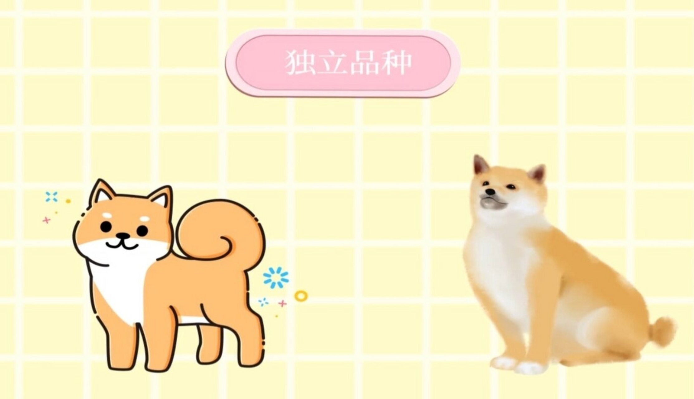 如何区分豆柴和柴犬?