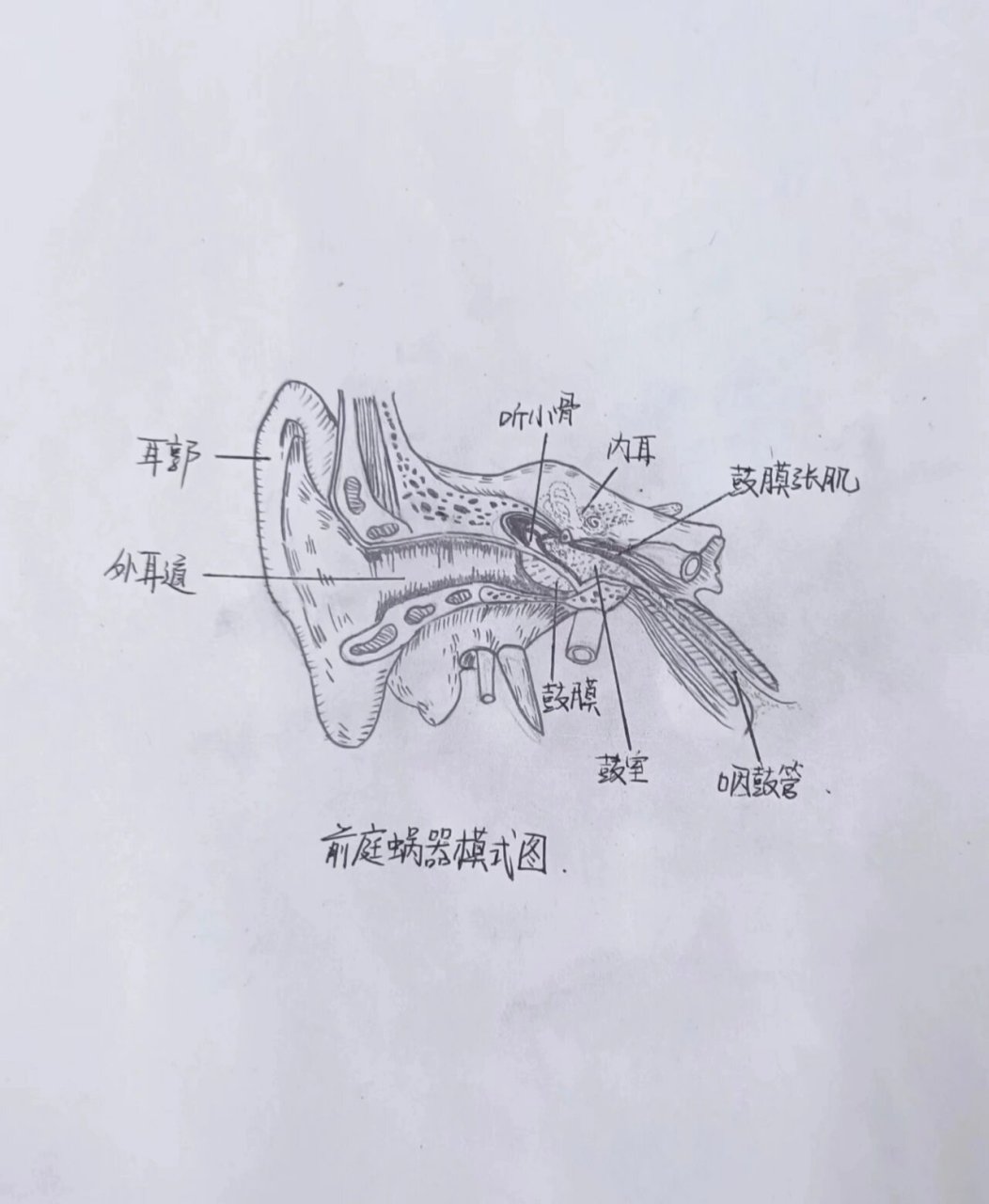 前庭蜗器的解剖结构图图片