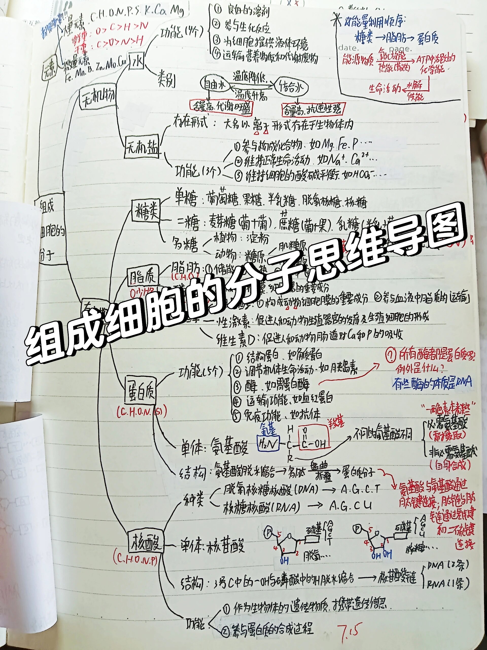 组成细胞的分子思维导图,希望能帮到你