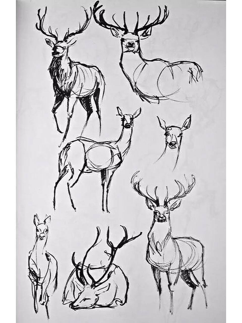美术干货| 鹿的画法