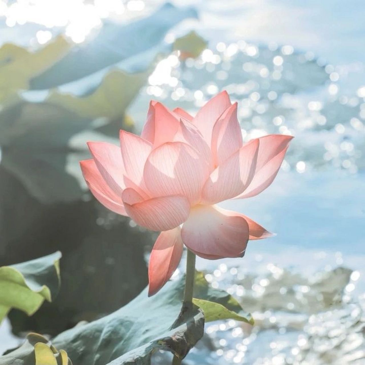 适合家长的头像 [笑哭]