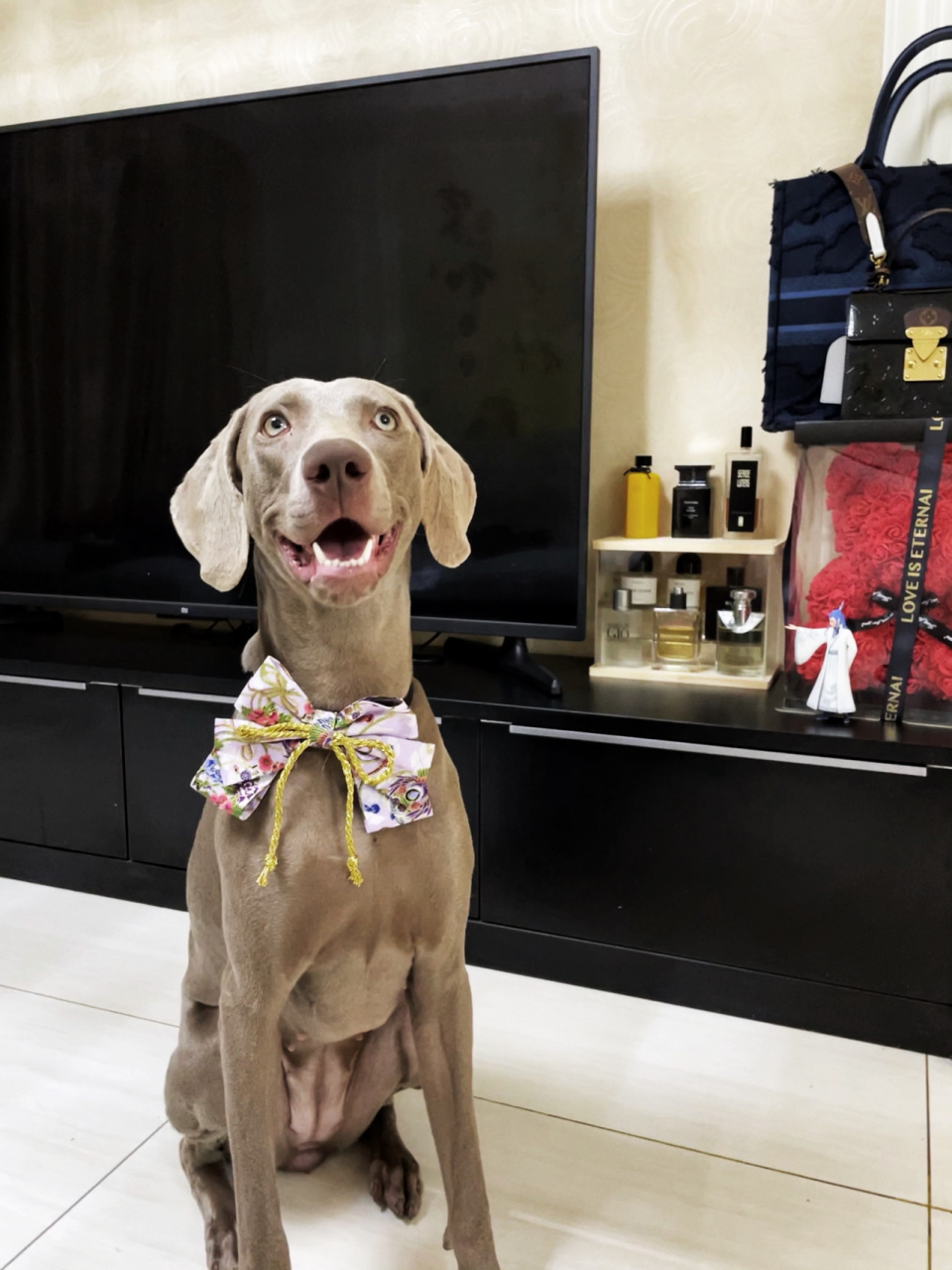 90从体重10多斤到60斤,肩高接近70公分,这一年里,我到底经历了什么