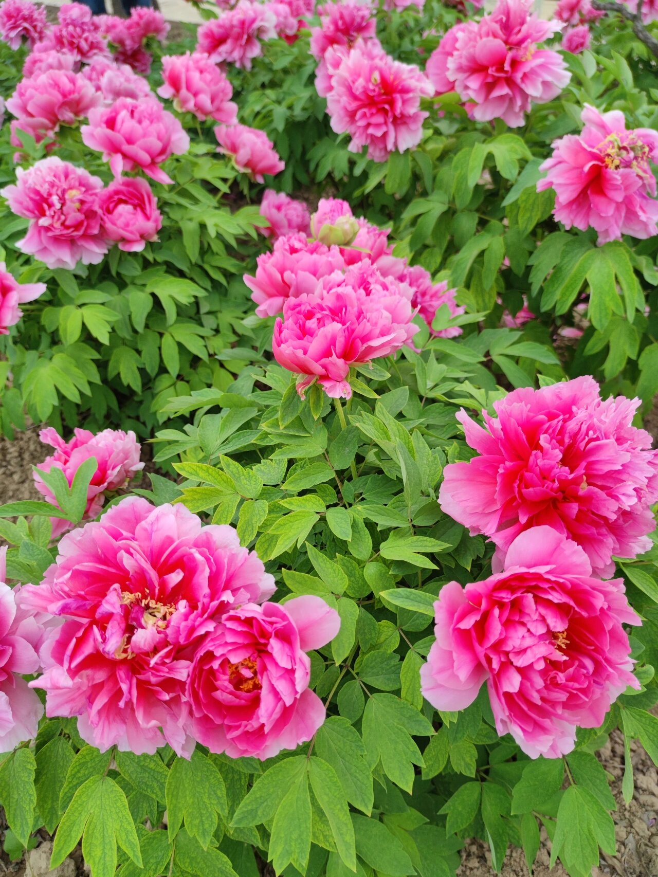 最美菏泽4月天 四月的菏泽百花盛开#园艺# #花卉# #芍药