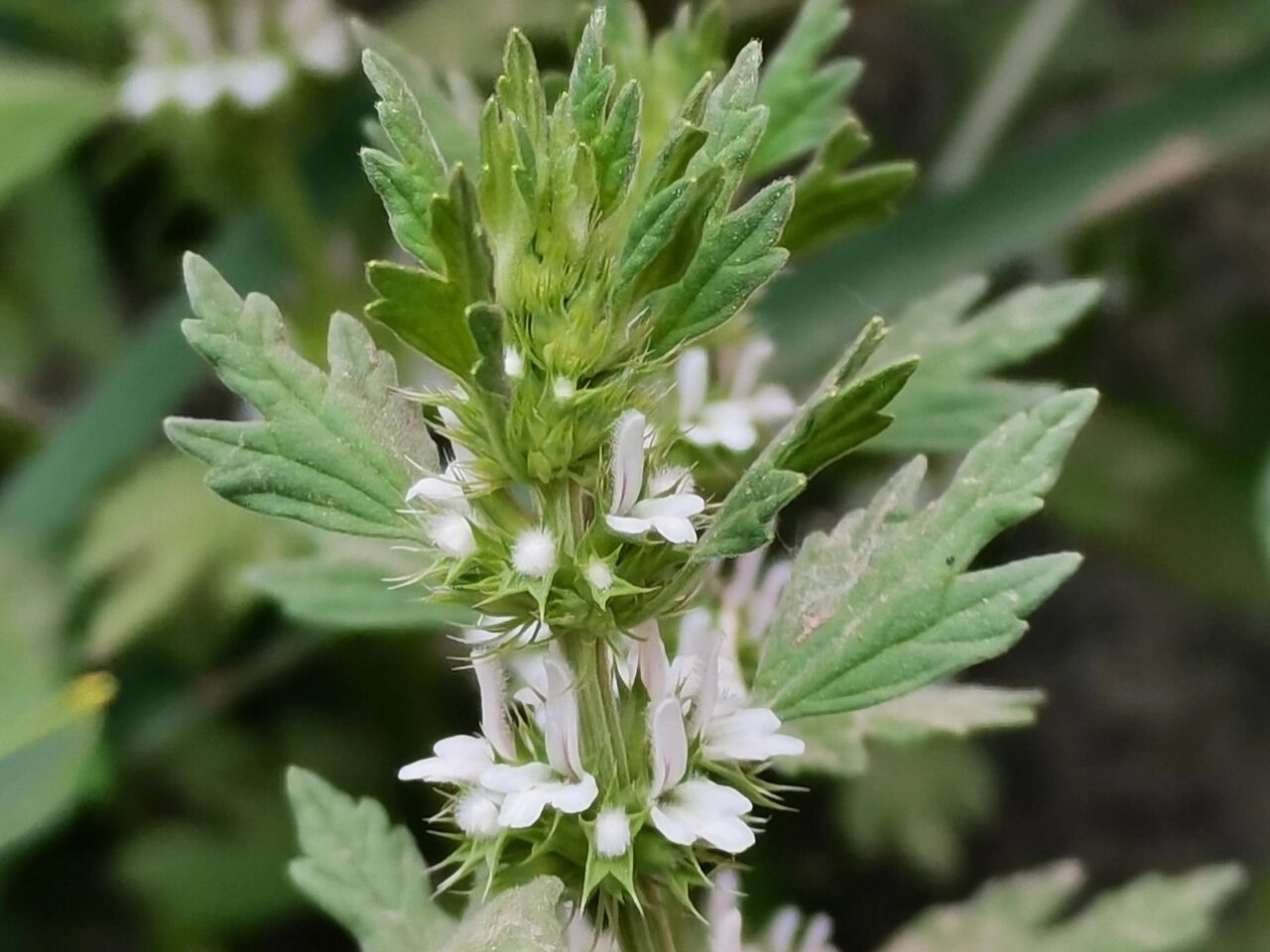 每日一花|夏至草 夏至草:别名小益母草,白花益母,白花夏杜,夏枯草