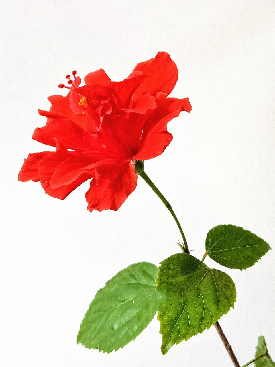 绘画素材240:木槿花(大红花) 彩临摹