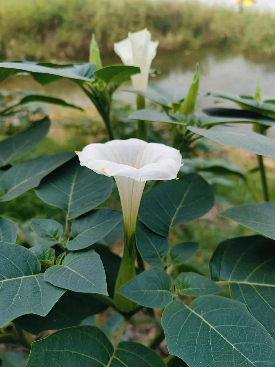 白花曼陀罗的导管图片