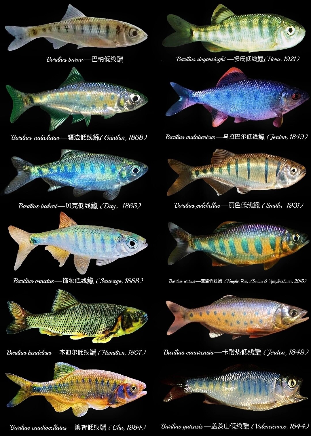 美丽的原生鱼——低线鱲