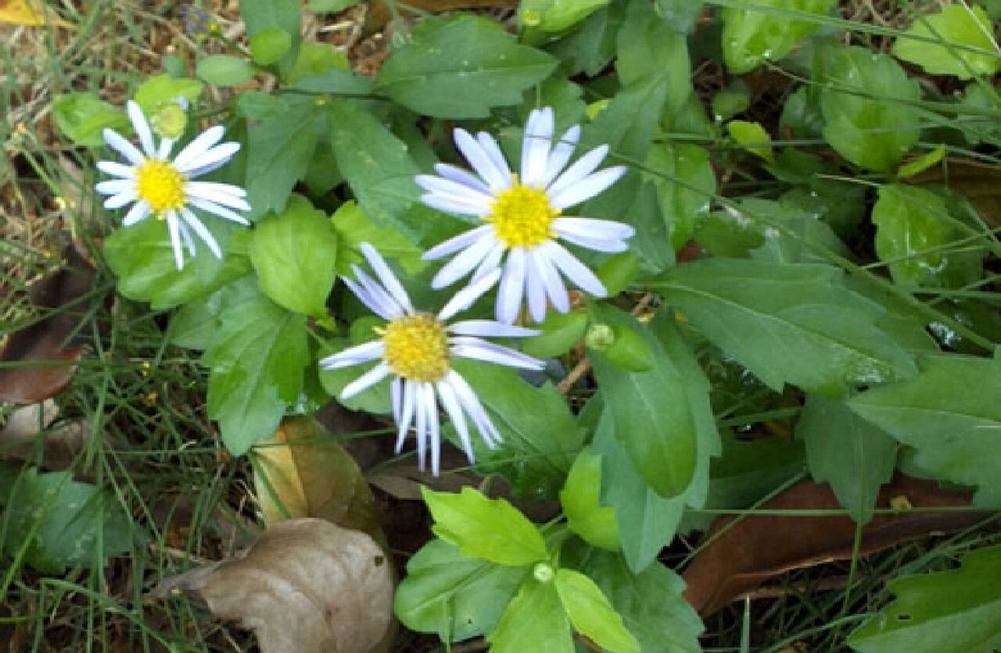 生活中的草药| 田边的马兰 马兰又称马兰头,田边菊.