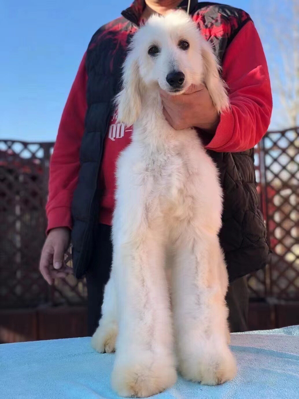 明码标价750090的阿富汗猎犬白色弟弟