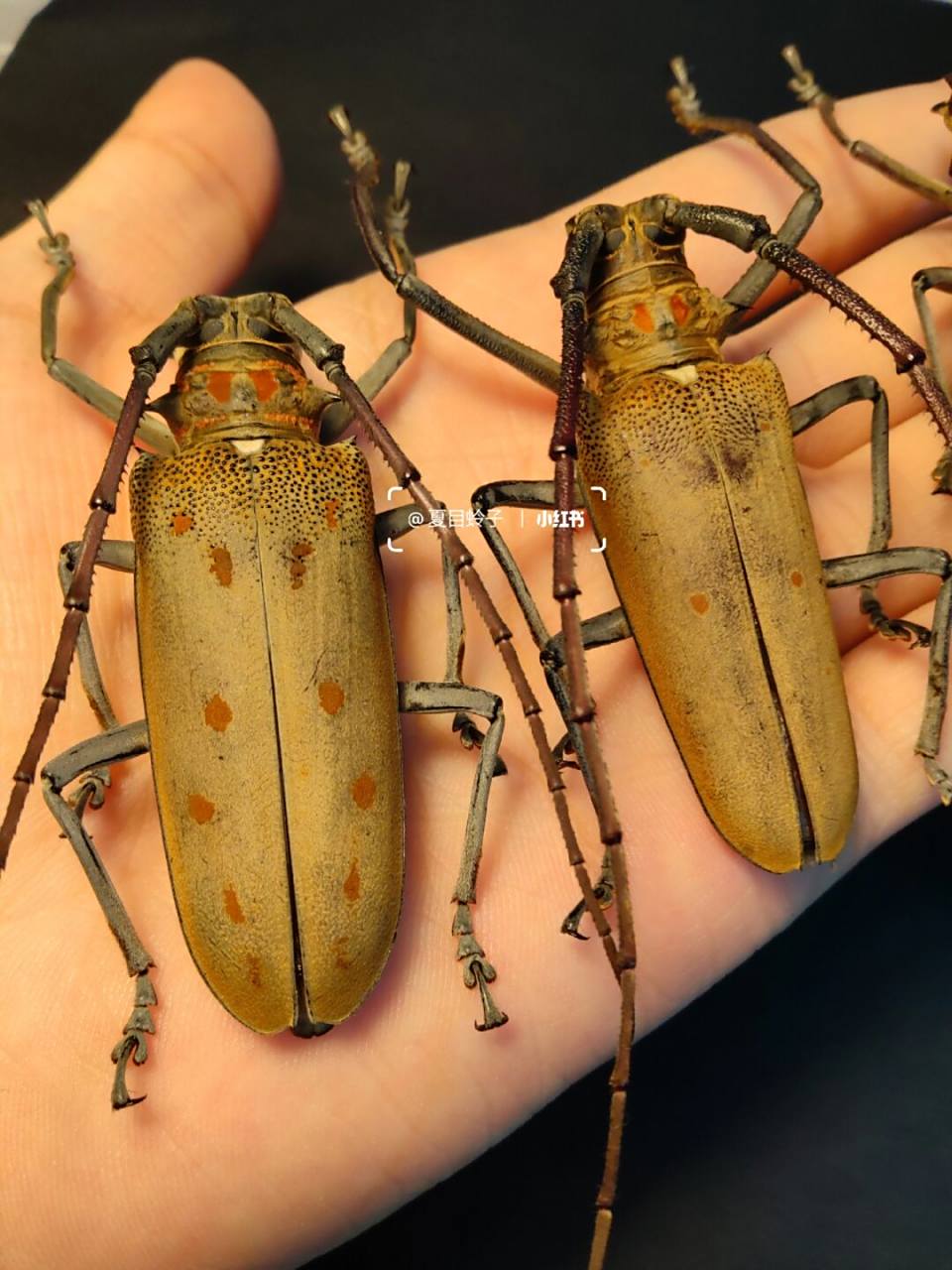 锈斑白条天牛 成虫体长49-65毫米,体宽17-21毫米.