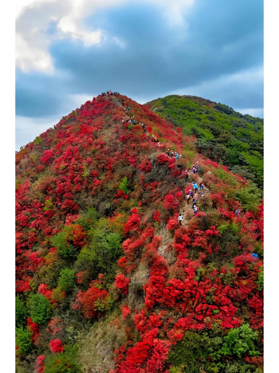 每周一山7215|登通天蜡烛,赏漫山杜鹃花94 99通天蜡烛 ★经典
