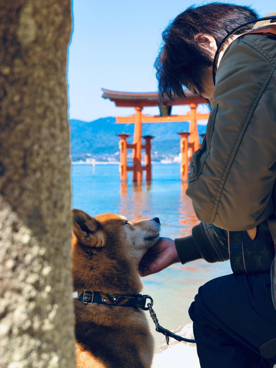 人和柴犬的合照图片