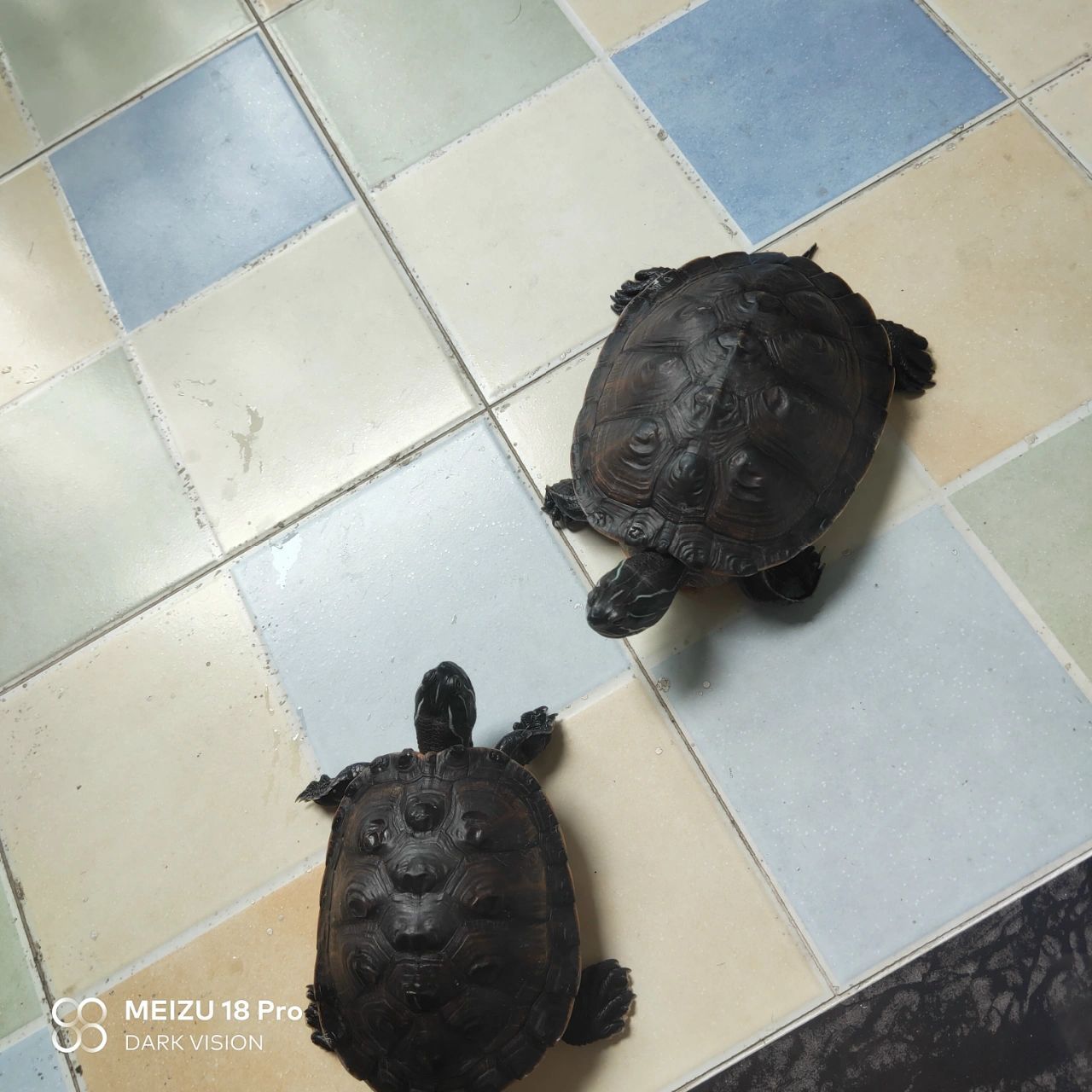 阿拉巴马龟 一年不到长这么大,喜的是从没生过病,忧的是吃的多拉的多