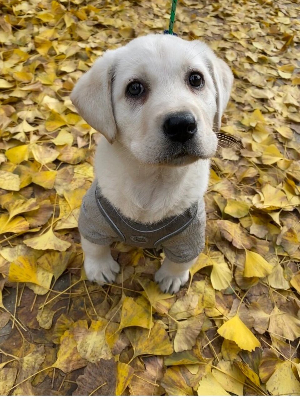 拉布拉多幼犬 最近发现它内八字 而且它的腿坐下的时候感觉有点撑不住