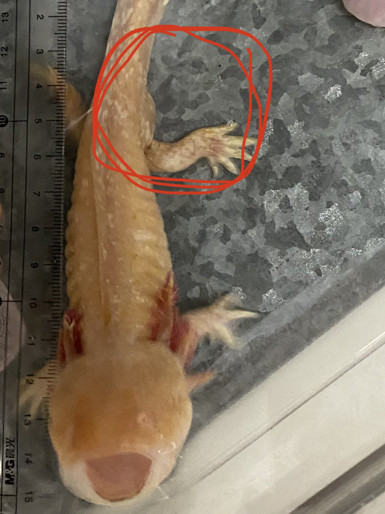 六角恐龙鱼如何区分公母