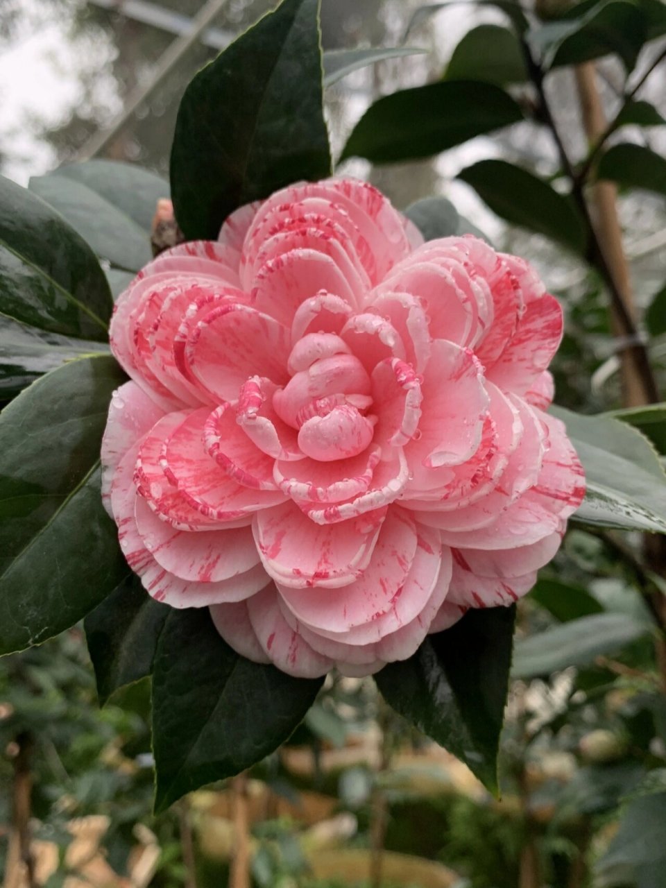 花见61潮州仙种五宝(龙骨顶) 仙种五宝,素而淡,清而雅,是茶花低头时