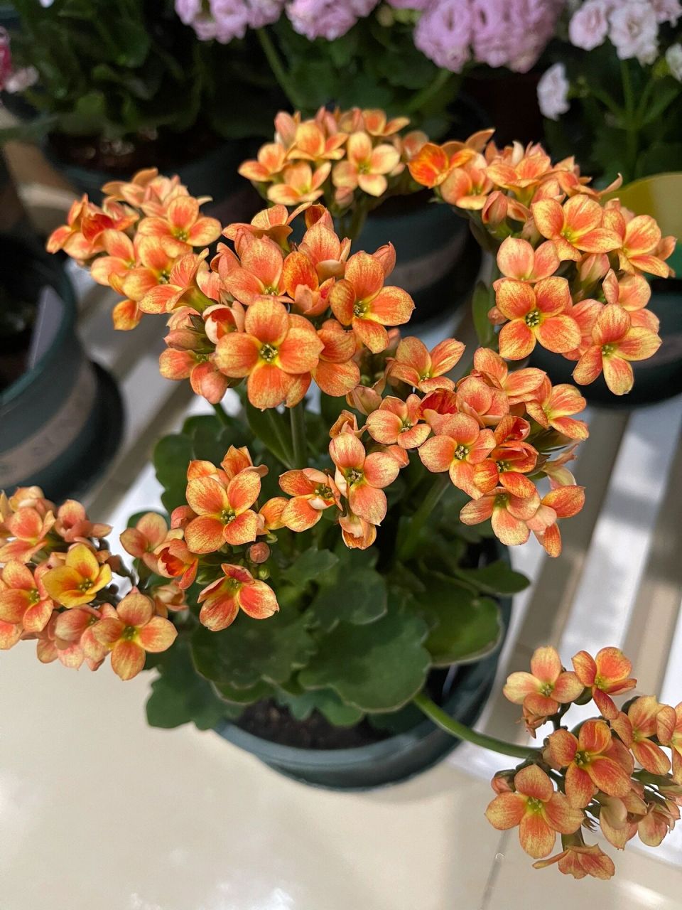 长寿花-金色海岸 超美的 单瓣真的都好好看 配色很绝