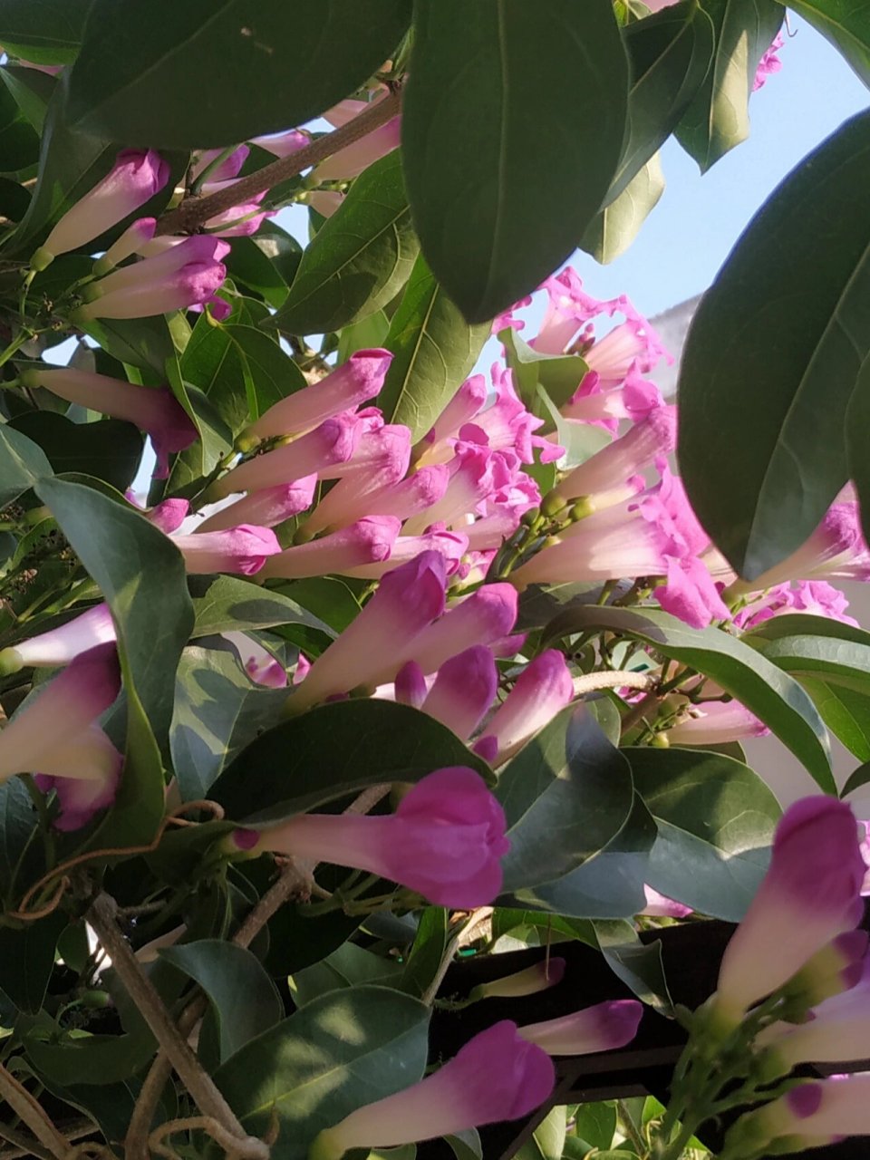 蒜香花