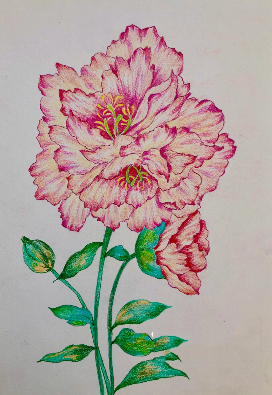 彩铅花卉《牡丹》有过程图哦 请问是牡丹花吗,我不认识 样子挺好看的