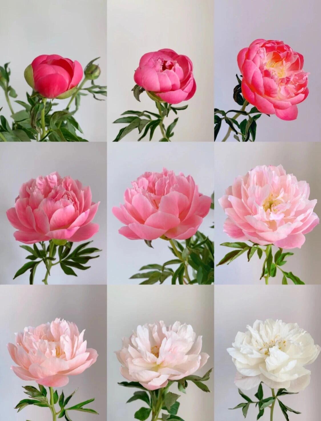 26615进口品种芍药(御