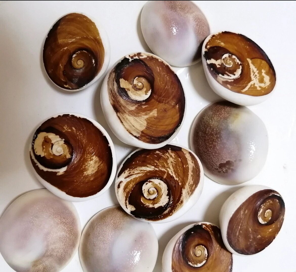 天然海螺贝壳化石太阳贝原石海洋古生物标本