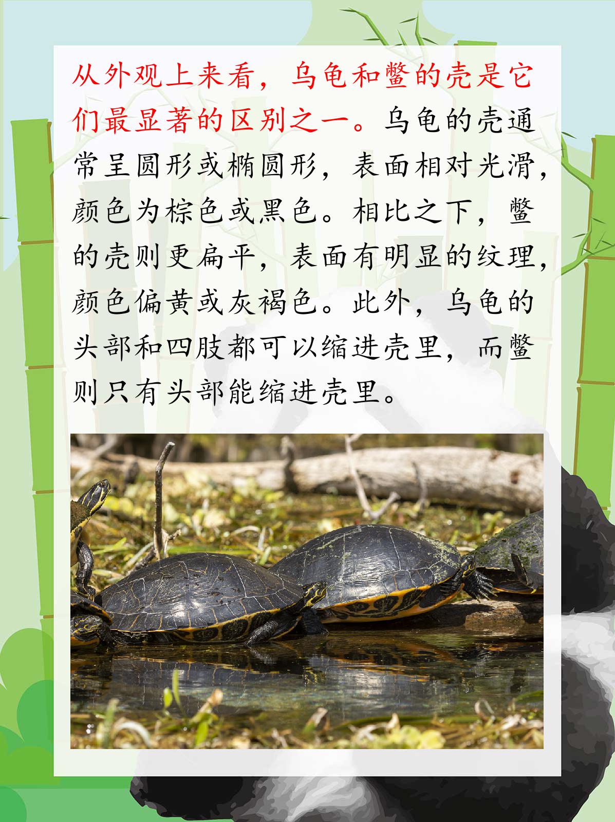 乌龟的资料