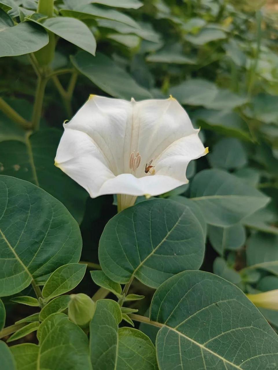 白花曼陀罗#《本草纲目》里的 "笑气"花 曼陀罗的植株有毒,果实有剧毒