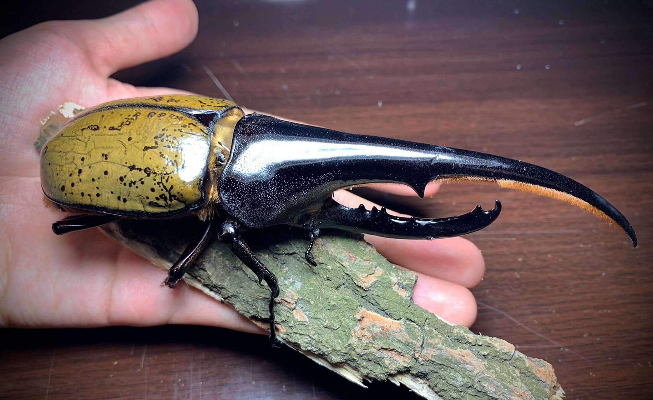 金甲巨人 长戟大兜虫,来自中南美洲热带雨林的巨型甲虫, 是世界上最长