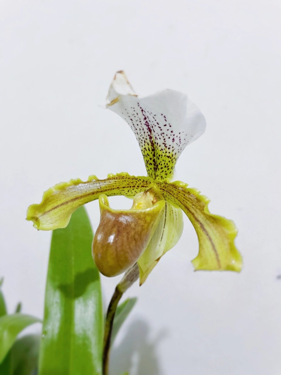 青蛙兜兰90|被种草后的如愿以偿 年前被种草心心念念的兜兰,年后