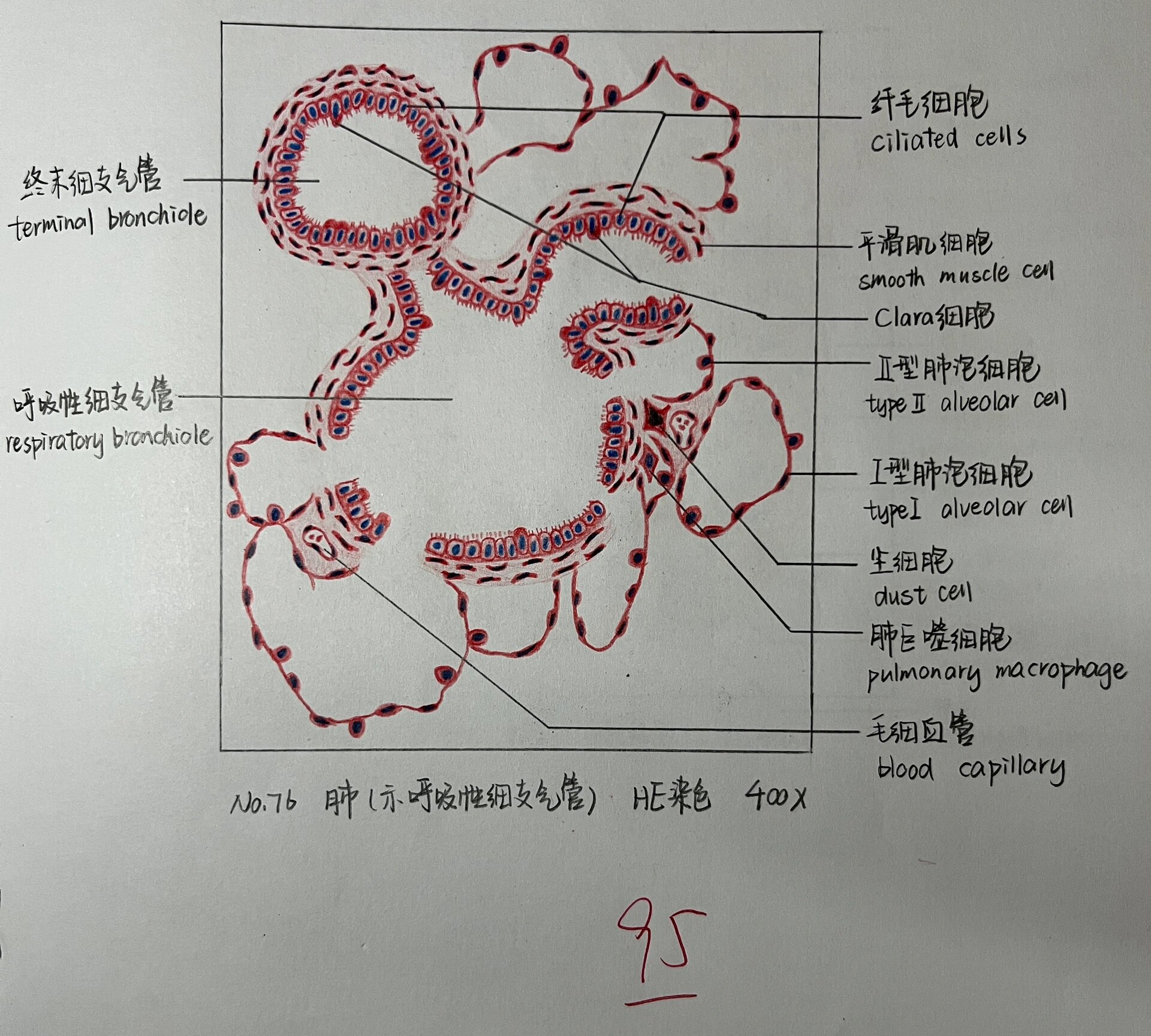 肺手绘解剖图图片