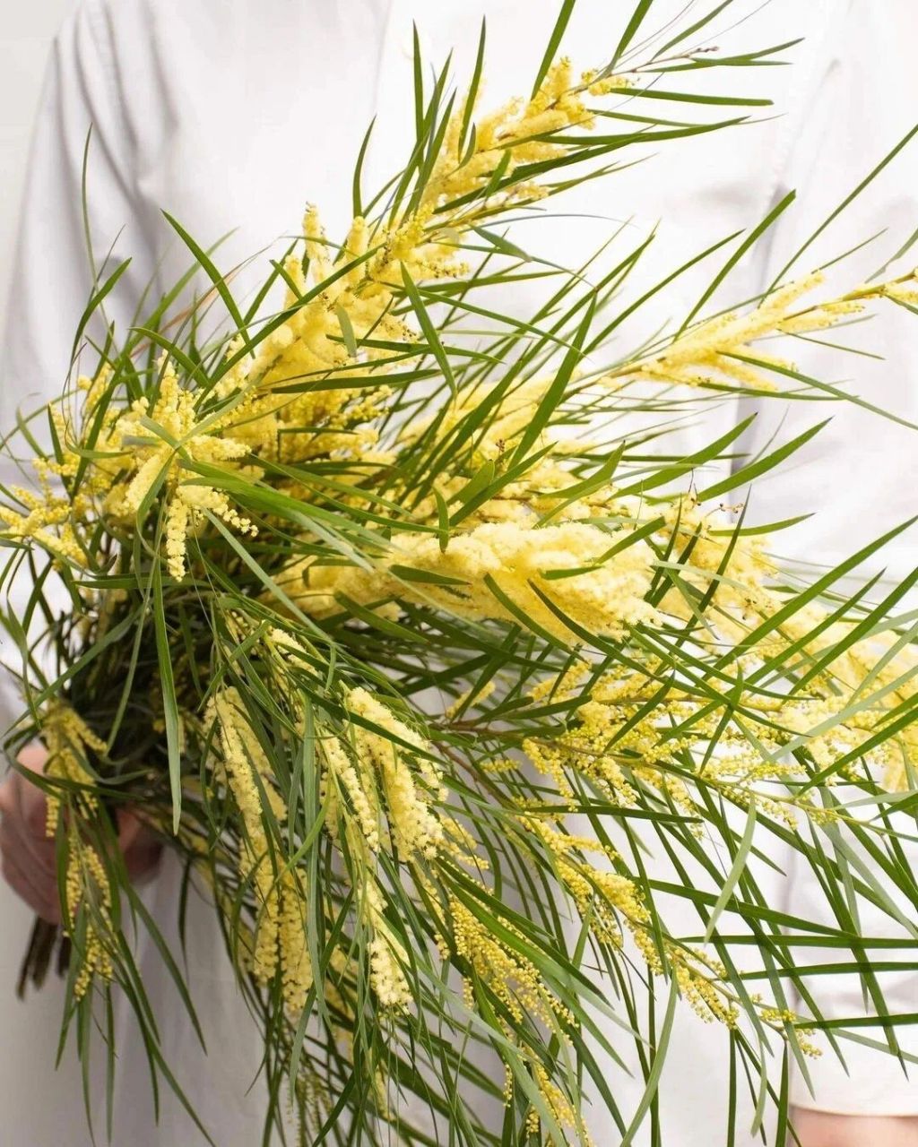 清香玉 | 花期 鲜切花花期在一周左右 清香玉 | 色彩组成 主色彩:绿色