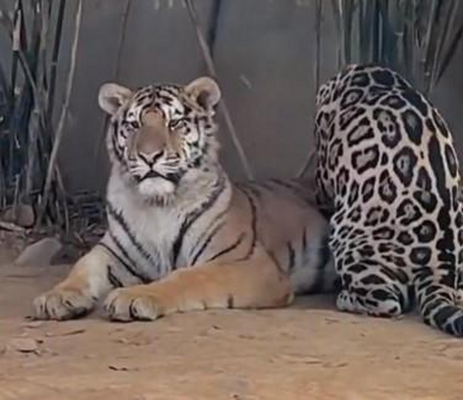 【動物園裡豹子給老虎按摩】11月6日,浙江湖州.