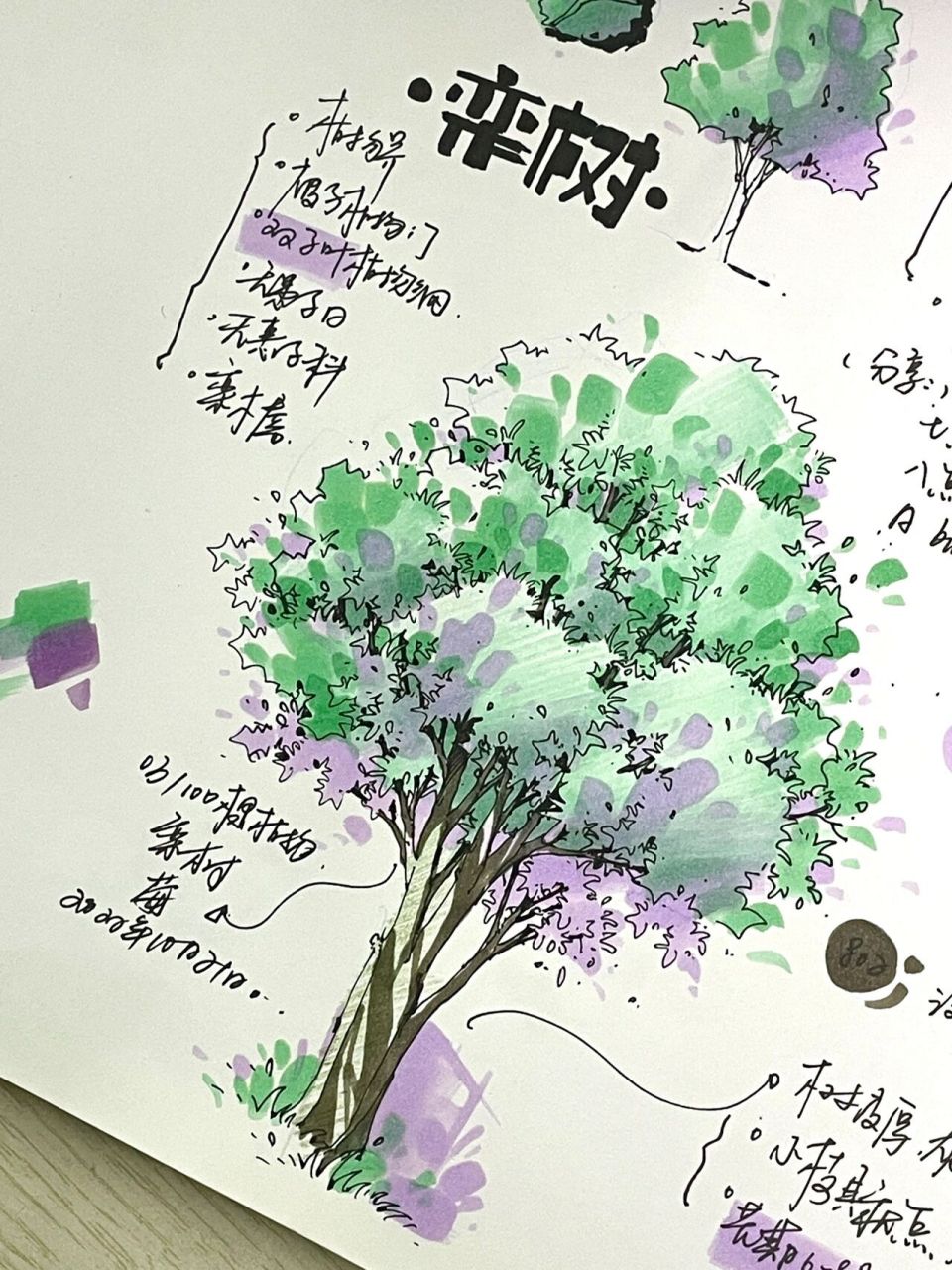 栾树马克笔上色步骤|画03/100颗植物手绘! 今天画的是乔木—栾树!