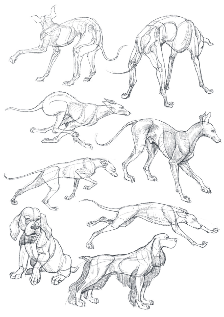 动物结构练习(46)