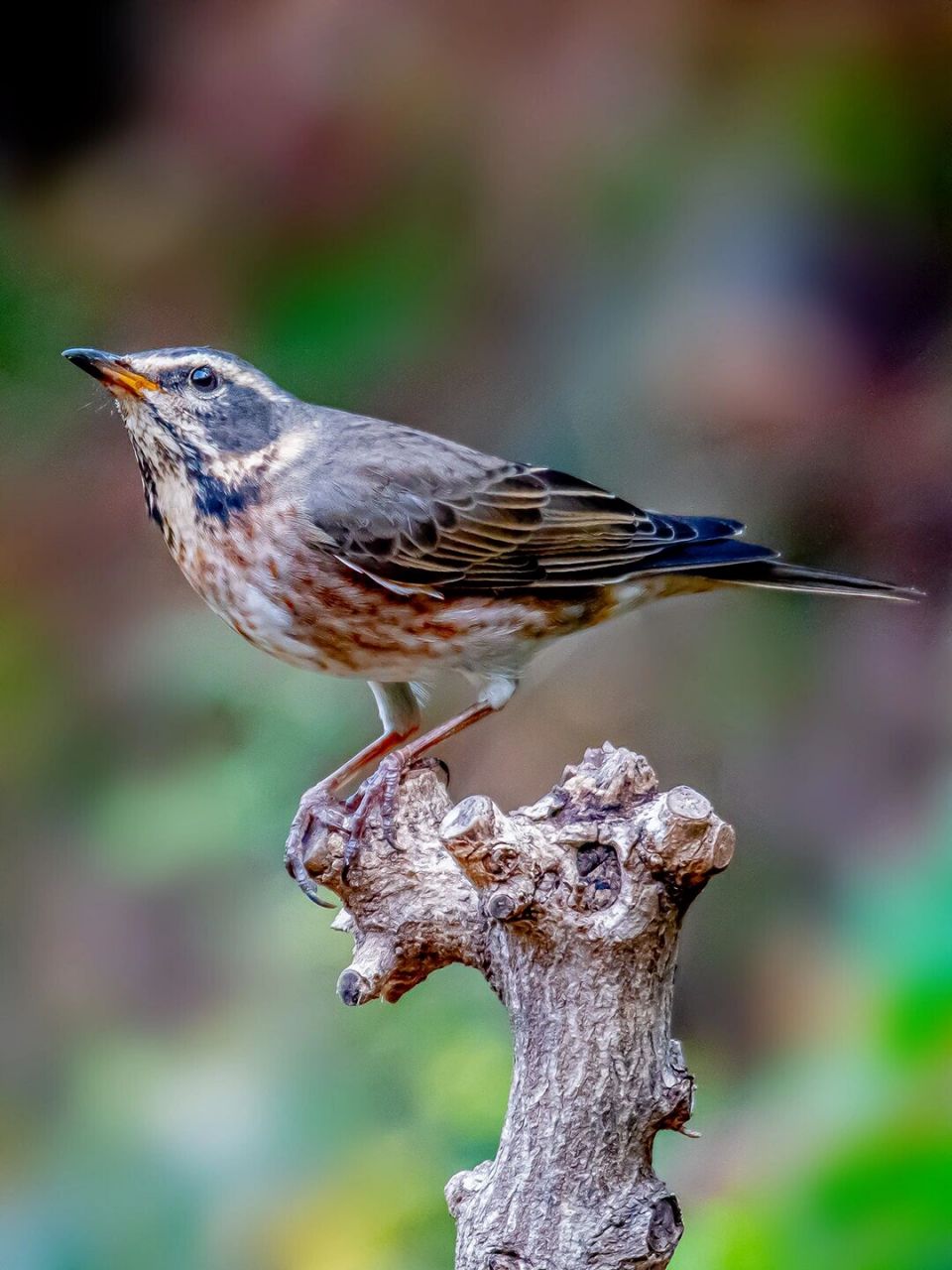 斑鸫(雌) 经过几十年的植树造林,封山育林,南部的山峦基本上都被绿色