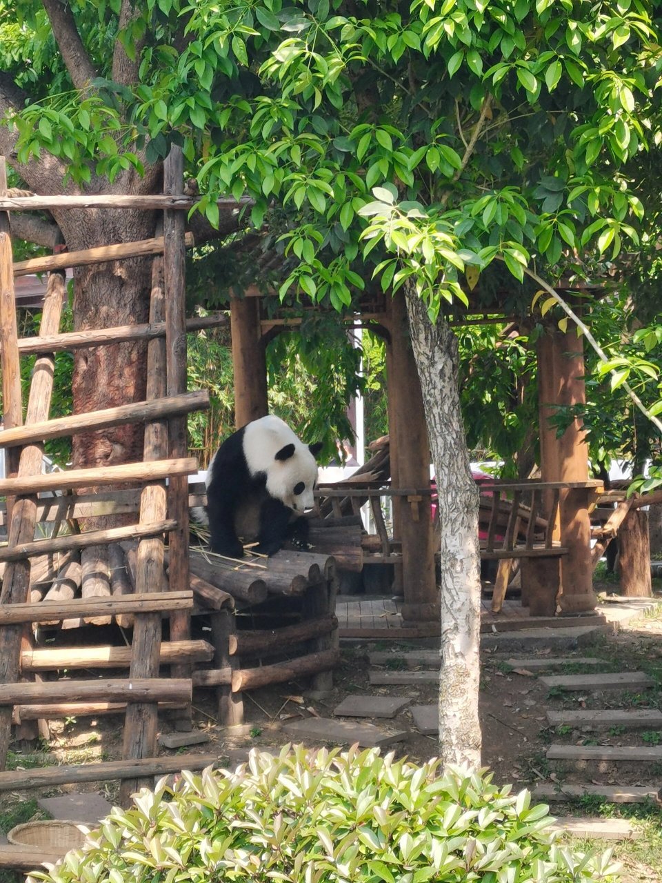 眉山青神竹艺城熊猫馆 熊猫华荣,好可爱!
