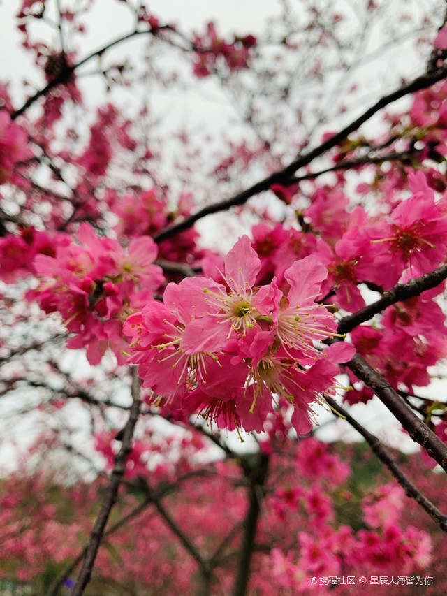 南宁石门森林公园樱花图片