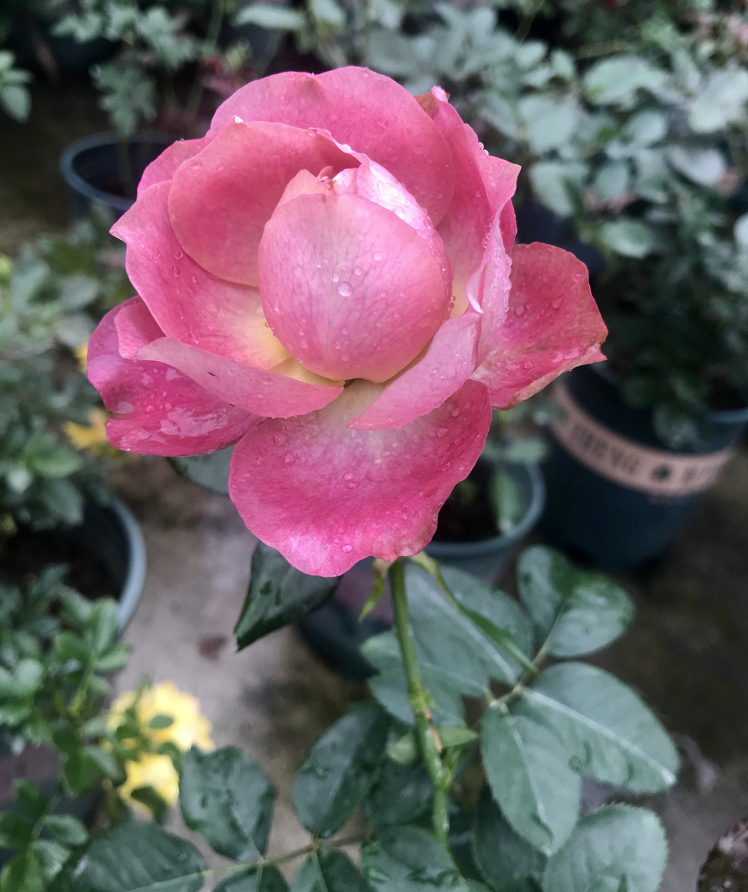 我的月季系列—法尔索 花瓣质感很好,灰紫带浅棕红的一款复古感很强的